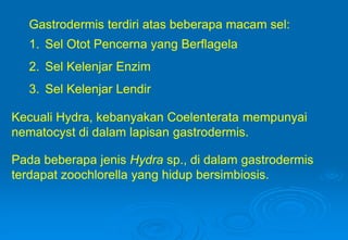Gastrodermis terdiri atas beberapa macam sel:
1. Sel Otot Pencerna yang Berflagela
2. Sel Kelenjar Enzim
3. Sel Kelenjar Lendir
Kecuali Hydra, kebanyakan Coelenterata mempunyai
nematocyst di dalam lapisan gastrodermis.
Pada beberapa jenis Hydra sp., di dalam gastrodermis
terdapat zoochlorella yang hidup bersimbiosis.
 