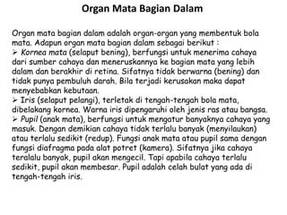 Organ Mata Bagian Dalam 
Organ mata bagian dalam adalah organ-organ yang membentuk bola 
mata. Adapun organ mata bagian dalam sebagai berikut : 
 Kornea mata (selaput bening), berfungsi untuk menerima cahaya 
dari sumber cahaya dan meneruskannya ke bagian mata yang lebih 
dalam dan berakhir di retina. Sifatnya tidak berwarna (bening) dan 
tidak punya pembuluh darah. Bila terjadi kerusakan maka dapat 
menyebabkan kebutaan. 
 Iris (selaput pelangi), terletak di tengah-tengah bola mata, 
dibelakang kornea. Warna iris dipengaruhi oleh jenis ras atau bangsa. 
 Pupil (anak mata), berfungsi untuk mengatur banyaknya cahaya yang 
masuk. Dengan demikian cahaya tidak terlalu banyak (menyilaukan) 
atau terlalu sedikit (redup). Fungsi anak mata atau pupil sama dengan 
fungsi diafragma pada alat potret (kamera). Sifatnya jika cahaya 
teralalu banyak, pupil akan mengecil. Tapi apabila cahaya terlalu 
sedikit, pupil akan membesar. Pupil adalah celah bulat yang ada di 
tengah-tengah iris. 
 