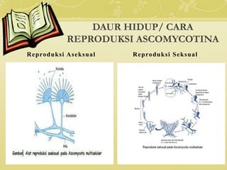 Biologi ASCOMYCOTINA bahasa Indonesia | PPTX