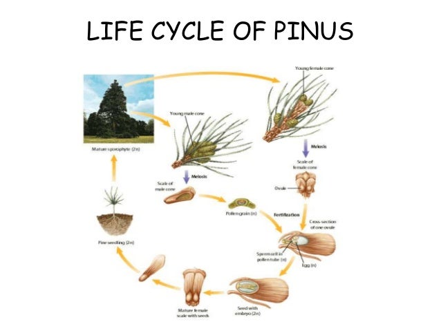Biologi reproduksi smansa15