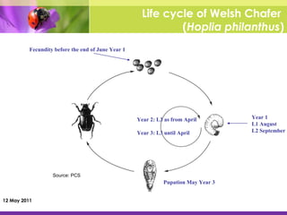 Life cycle 2024 of white grubs