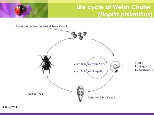 grub life cycle