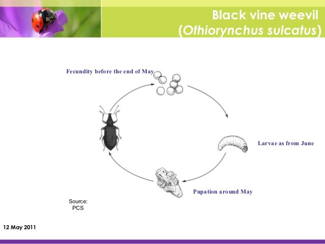grub life cycle