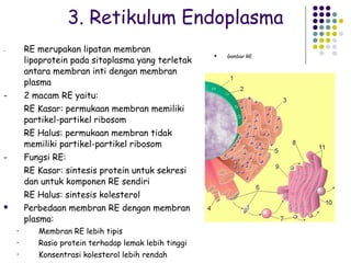 3. Retikulum Endoplasma
-       RE merupakan lipatan membran
                                                           Gambar RE
        lipoprotein pada sitoplasma yang terletak
                                                       



        antara membran inti dengan membran
        plasma
-       2 macam RE yaitu:
        RE Kasar: permukaan membran memiliki
        partikel-partikel ribosom
        RE Halus: permukaan membran tidak
        memiliki partikel-partikel ribosom
-       Fungsi RE:
        RE Kasar: sintesis protein untuk sekresi
        dan untuk komponen RE sendiri
        RE Halus: sintesis kolesterol
       Perbedaan membran RE dengan membran
        plasma:
    •      Membran RE lebih tipis
    •      Rasio protein terhadap lemak lebih tinggi
    •      Konsentrasi kolesterol lebih rendah
 