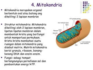 4. Mitokondria
   Mitokondria merupakan organel
    berbentuk oval atau batang ang
    dikelilingi 2 lapisan membran

   Struktur mitokondria: Mitokondria
    dikelilingi oleh 2 lapisan membran,
    lipatan-lipatan membran dalam
    membentuk krista yang berfungsi
    untuk memperluas permukaan.
    Krista-krista membatasi suatu
    ruangan dalam mitokondria yang
    disebut matrix. Matrik mitokondria
    berisi granula, ribosom, benang-
    benang DNA dan enzim-enzim.
   Fungsi: sebagi tempat
    berlangsungnya pernafasan sel dan
    pembentukan energi/ATP.
 