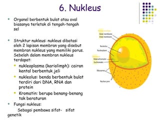 6. Nukleus
   Organel berbentuk bulat atau oval
    biasanya terletak di tengah-tengah
    sel

   Struktur nukleus: nukleus dibatasi
    oleh 2 lapisan membran yang disebut
    membran nukleus yang memiliki porus.
    Sebelah dalam membran nukleus
    terdapat:
       nukleoplasma (kariolimph): cairan
        kental berbentuk jeli
       nukleolus: benda berbentuk bulat
        terdiri dari DNA, RNA dan
        protein
       Kromatin: berupa benang-benang
        tak beraturan
  Fungsi nukleus:
     Sebagai pembawa sifat- sifat
genetik
 
