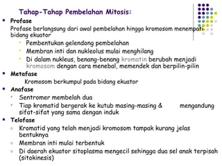 Tahap-Tahap Pembelahan Mitosis:
   Profase
    Profase berlangsung dari awal pembelahan hingga kromosom menempati
    bidang ekuator
         Pembentukan gelendong pembelahan
        Membran inti dan nukleolus mulai menghilang
        Di dalam nukleus, benang-benang kromatin berubah menjadi
          kromosom dengan cara menebal, memendek dan berpilin-pilin
   Metafase
         Kromosom berkumpul pada bidang ekuator
   Anafase
     Sentromer membelah dua
     Tiap kromatid bergerak ke kutub masing-masing &        mengandung
       sifat-sifat yang sama dengan induk
   Telofase
    o Kromatid yang telah menjadi kromosom tampak kurang jelas
       bentuknya
    o Membran inti mulai terbentuk
    o Di daerah ekuator sitoplasma mengecil sehingga dua sel anak terpisah
       (sitokinesis)
 