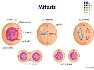 Mitosis
 