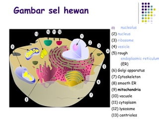 Gambar sel hewan
                   (1)   nucleolus
                   (2) nucleus
                   (3) ribosome
                   (4) vesicle
                   (5) rough
                         endoplasmic reticulum
                         (ER)
                   (6) Golgi apparatus
                   (7) Cytoskeleton
                   (8) smooth ER
                   (9) mitochondria
                   (10) vacuole
                   (11) cytoplasm
                   (12) lysosome
                   (13) centrioles
 