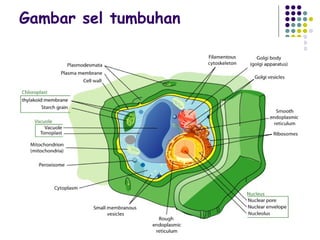 Gambar sel tumbuhan
 