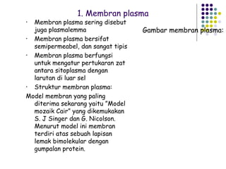 1. Membran plasma
• Membran plasma sering disebut
  juga plasmalemma                  Gambar membran plasma:
• Membran plasma bersifat
  semipermeabel, dan sangat tipis
• Membran plasma berfungsi
  untuk mengatur pertukaran zat
  antara sitoplasma dengan
  larutan di luar sel
• Struktur membran plasma:
Model membran yang paling
  diterima sekarang yaitu ”Model
  mozaik Cair” yang dikemukakan
  S. J Singer dan G. Nicolson.
  Menurut model ini membran
  terdiri atas sebuah lapisan
  lemak bimolekular dengan
  gumpalan protein.
 