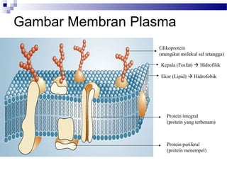 Gambar Membran Plasma
Kepala (Fosfat)  Hidrofilik
Ekor (Lipid)  Hidrofobik
Glikoprotein
(mengikat molekul sel tetangga)
Protein integral
(protein yang terbenam)
Protein periferal
(protein menempel)
 