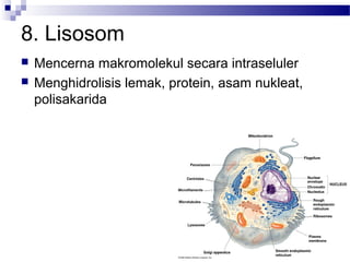 8. Lisosom
 Mencerna makromolekul secara intraseluler
 Menghidrolisis lemak, protein, asam nukleat,
polisakarida
 
