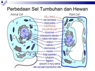 Perbedaan Sel Tumbuhan dan Hewan
 
