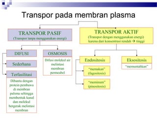 TRANSPOR PASIF
(Transpor tanpa menggunakan energi)
TRANSPOR AKTIF
(Transpor dengan menggunakan energi)
karena dari konsentrasi rendah  tinggi
Transpor pada membran plasma
DIFUSI OSMOSIS
Sederhana
Terfasilitasi
Dibantu dengan
protein pembawa
di membran
palsma sehingga
membentuk kanal
dan molekul
bergerak melintasi
membran
Difusi molekul air
melintasi
membran
permeabel
Endositosis Eksositosis
“memakan”
(fagositosis)
“memuntahkan”
“meminum”
(pinositosis)
 