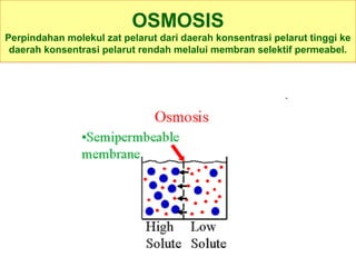 OSMOSIS
Perpindahan molekul zat pelarut dari daerah konsentrasi pelarut tinggi ke
daerah konsentrasi pelarut rendah melalui membran selektif permeabel.
 