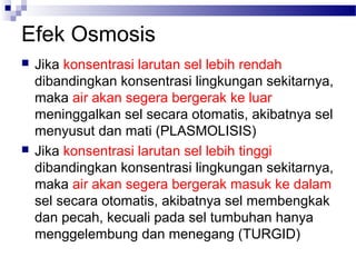 Efek Osmosis
 Jika konsentrasi larutan sel lebih rendah
dibandingkan konsentrasi lingkungan sekitarnya,
maka air akan segera bergerak ke luar
meninggalkan sel secara otomatis, akibatnya sel
menyusut dan mati (PLASMOLISIS)
 Jika konsentrasi larutan sel lebih tinggi
dibandingkan konsentrasi lingkungan sekitarnya,
maka air akan segera bergerak masuk ke dalam
sel secara otomatis, akibatnya sel membengkak
dan pecah, kecuali pada sel tumbuhan hanya
menggelembung dan menegang (TURGID)
 
