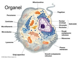 Organel
 