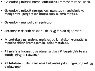 • Gelendong mitotik mendistribusikan kromosom ke sel anak.
• Gelendong mitotik merupakan aparatus mikrotubula yg
mengontrol pergerakan kromosom selama mitosis.
• Gelendong muncul dari sentrosom
• Sentrosom daerah dekat nukleus yg terkait dg sentriol.
• Mikrotubula gelendong melekat pd kinetokor kromatid &
memindahkan kromosom ke pelat metafase.
• Pd anafase kromatid saudara terpisah & berpindah ke arah
kutub sel yg berlawanan.
• Pd telofase nukleus sel anak terbentuk pd ujung-ujung sel yg
berlawanan.
 
