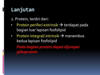 Lanjutan 
2. Protein, terdiri dari: 
• Protein perifer/ extrinsik  terdapat pada 
bagian luar lapisan fosfolipid 
• Protein integral/ intrinsik  menembus 
kedua lapisan fosfolipid 
Pada bagian protein dapat dijumpai 
glikoprotein 
 