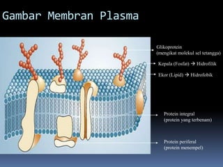 Gambar Membran Plasma 
Glikoprotein 
(mengikat molekul sel tetangga) 
Kepala (Fosfat)  Hidrofilik 
Ekor (Lipid)  Hidrofobik 
Protein integral 
(protein yang terbenam) 
Protein periferal 
(protein menempel) 
 