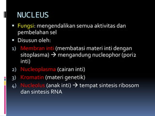 NUCLEUS 
 Fungsi: mengendalikan semua aktivitas dan 
pembelahan sel 
 Disusun oleh: 
1) Membran inti (membatasi materi inti dengan 
sitoplasma)  mengandung nucleophor (pori2 
inti) 
2) Nucleoplasma (cairan inti) 
3) Kromatin (materi genetik) 
4) Nucleolus (anak inti)  tempat sintesis ribosom 
dan sintesis RNA 
 