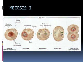 MEIOSIS I 
 
