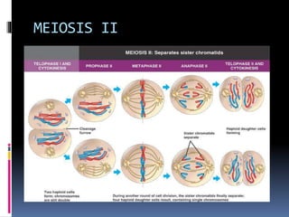 MEIOSIS II 
 