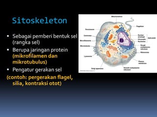 Sitoskeleton 
 Sebagai pemberi bentuk sel 
(rangka sel) 
 Berupa jaringan protein 
(mikrofilamen dan 
mikrotubulus) 
 Pengatur gerakan sel 
(contoh: pergerakan flagel, 
silia, kontraksi otot) 
 