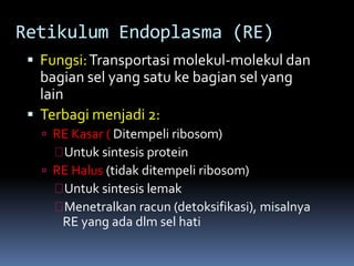Retikulum Endoplasma (RE) 
 Fungsi: Transportasi molekul-molekul dan 
bagian sel yang satu ke bagian sel yang 
lain 
 Terbagi menjadi 2: 
 RE Kasar ( Ditempeli ribosom) 
Untuk sintesis protein 
 RE Halus (tidak ditempeli ribosom) 
Untuk sintesis lemak 
Menetralkan racun (detoksifikasi), misalnya 
RE yang ada dlm sel hati 
 