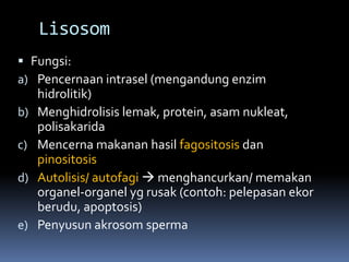 Lisosom 
 Fungsi: 
a) Pencernaan intrasel (mengandung enzim 
hidrolitik) 
b) Menghidrolisis lemak, protein, asam nukleat, 
polisakarida 
c) Mencerna makanan hasil fagositosis dan 
pinositosis 
d) Autolisis/ autofagi  menghancurkan/ memakan 
organel-organel yg rusak (contoh: pelepasan ekor 
berudu, apoptosis) 
e) Penyusun akrosom sperma 
 