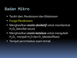 Badan Mikro 
 Terdiri dari: Peroksisom dan Glioksisom 
 Fungsi Peroksisom: 
 Menghasilkan enzim oksidatif untuk membentuk 
H2O2 (bersifat racun) 
 Menghasilkan enzim katalase untuk mengubah 
H2O2 menjadi H2O danO2 (detoksifikasi) 
 Tempat perombakan asam lemak 
 