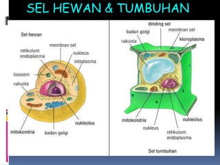 SEL HEWAN & TUMBUHAN 
 