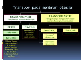 Transpor pada membran plasma 
TRANSPOR PASIF 
(Transpor tanpa menggunakan energi) 
TRANSPOR AKTIF 
(Transpor dengan menggunakan energi) 
karena melawan gradien konsentrasi 
DIFUSI OSMOSIS 
Sederhana 
Terfasilitasi 
Dibantu dengan 
protein pembawa 
di membran 
palsma sehingga 
membentuk kanal 
dan molekul 
bergerak melintasi 
membran 
Difusi molekul 
air melintasi 
membran 
semipermeabel 
Endositosis Eksositosis 
“memakan” 
(fagositosis) 
“memuntahkan” 
“meminum” 
(pinositosis) 
 