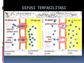 DIFUSI TERFASILITASI 
Dibantu dengan protein pembawa di membran palsma sehingga membentuk kanal dan molekul 
bergerak melintasi membran 
 