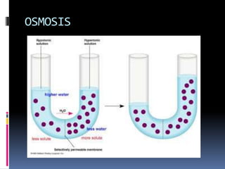 OSMOSIS 
 