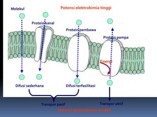 Molekul 
Protein kanal 
Difusi sederhana 
Potensi elektrokimia tinggi 
Protein pembawa 
Protein pompa 
Difusi terfasilitasi 
Energi 
Transpor pasif Transpor aktif 
Potensi elektrokimia rendah 
 