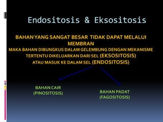 Endositosis & Eksositosis 
BAHAN YANG SANGAT BESAR TIDAK DAPAT MELALUI 
MEMBRAN 
MAKA BAHAN DIBUNGKUS DALAM GELEMBUNG DENGAN MEKANISME 
TERTENTU DIKELUARKAN DARI SEL (EKSOSITOSIS) 
ATAU MASUK KE DALAM SEL (ENDOSITOSIS) 
BAHAN CAIR 
(PINOSITOSIS) BAHAN PADAT 
(FAGOSITOSIS) 

