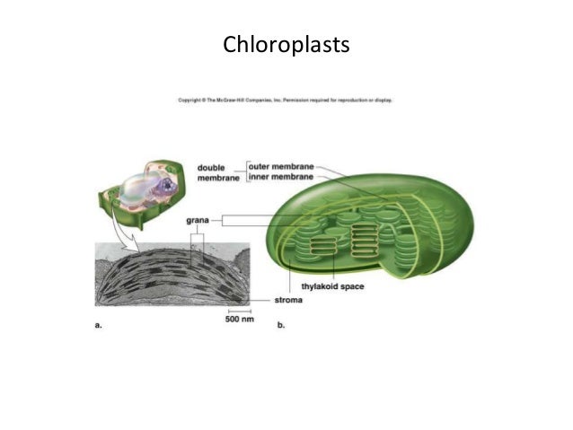 Biologi sel 