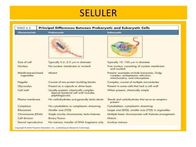 Biologi sel 