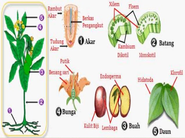 Biologi sel