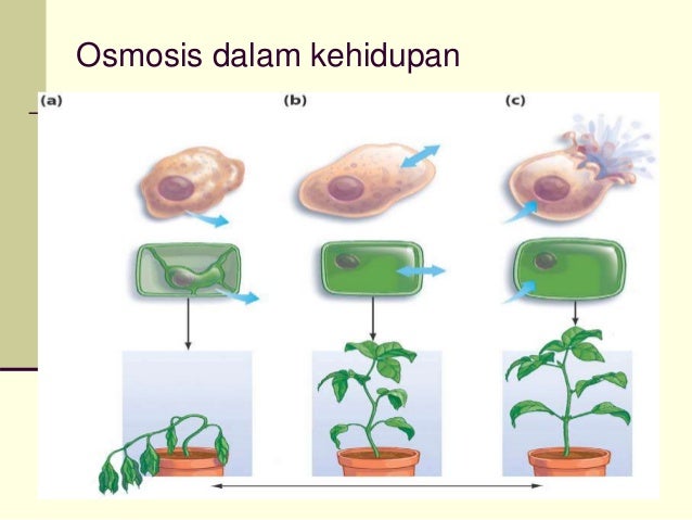 Contoh Laporan Praktikum Biologi Tentang Difusi Dan 