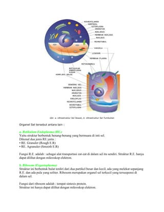 Gbr. a. Ultrastruktur Sel Hewan, b. Ultrastruktur Sel Tumbuhan

Organel Sel tersebut antara lain :

a. Retikulum Endoplasma (RE.)
Yaitu struktur berbentuk benang-benang yang bermuara di inti sel.
Dikenal dua jenis RE yaitu :
• RE. Granuler (Rough E.R)
• RE. Agranuler (Smooth E.R)
Fungsi R.E. adalah : sebagai alat transportasi zat-zat di dalam sel itu sendiri. Struktur R.E. hanya
dapat dilihat dengan mikroskop elektron.
b. Ribosom (Ergastoplasma)
Struktur ini berbentuk bulat terdiri dari dua partikel besar dan kecil, ada yang melekat sepanjang
R.E. dan ada pula yang soliter. Ribosom merupakan organel sel terkecil yang tersuspensi di
dalam sel.
Fungsi dari ribosom adalah : tempat sintesis protein.
Struktur ini hanya dapat dilihat dengan mikroskop elektron.

 