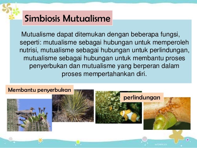 Interaksi Organisme_simbiosis