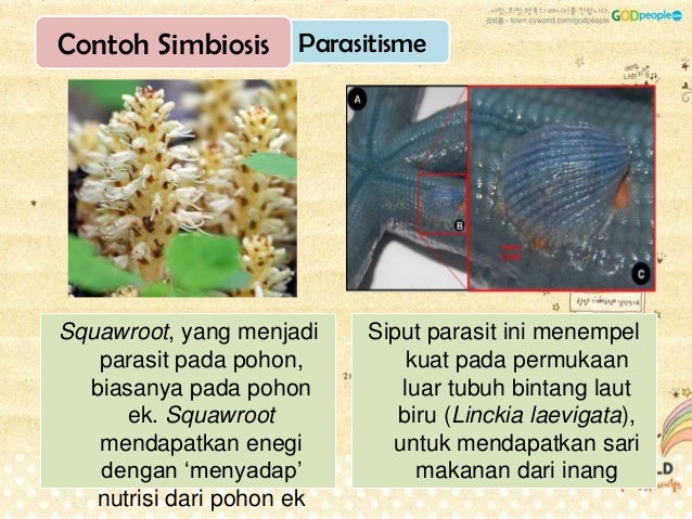 Interaksi Organisme simbiosis Interaksi Organisme simbiosis