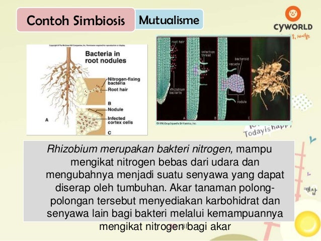 Contoh Fabel Kerbau Dan Burung Jalak - Contoh Slim