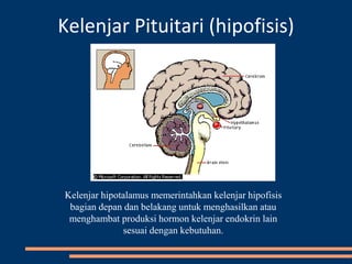 Kelenjar hipofisis anterior menghasilkan beberapa hormon antara lain hormon