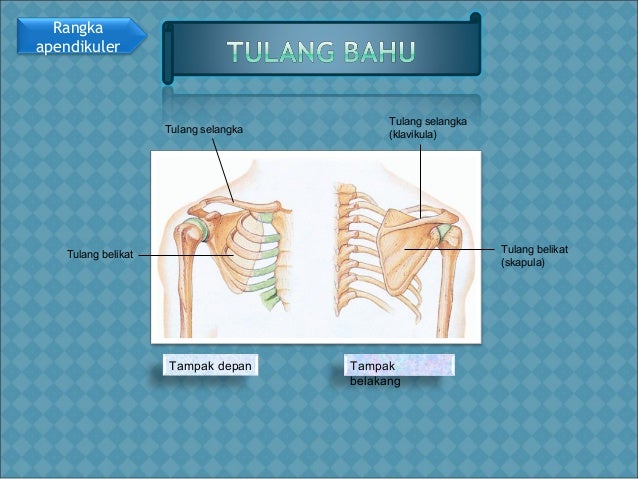 Biologi Sistem gerak Biologi Sistem gerak