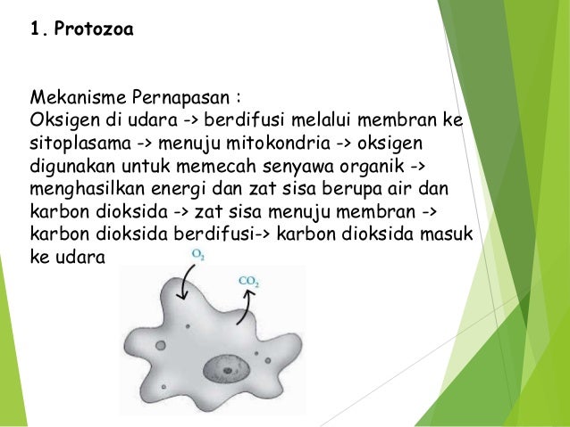 Biologi sistem pernapasan Manusia dan Hewan Biologi sistem pernapasan Manusia dan Hewan