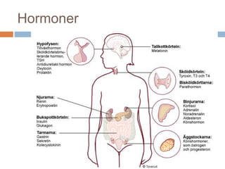Hormoner 
 